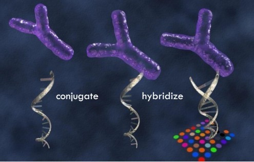 A2����ELISA�z�y(c��)ԇ����